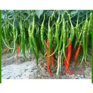 Pepper seeds - Prik Chi Faa, Hot