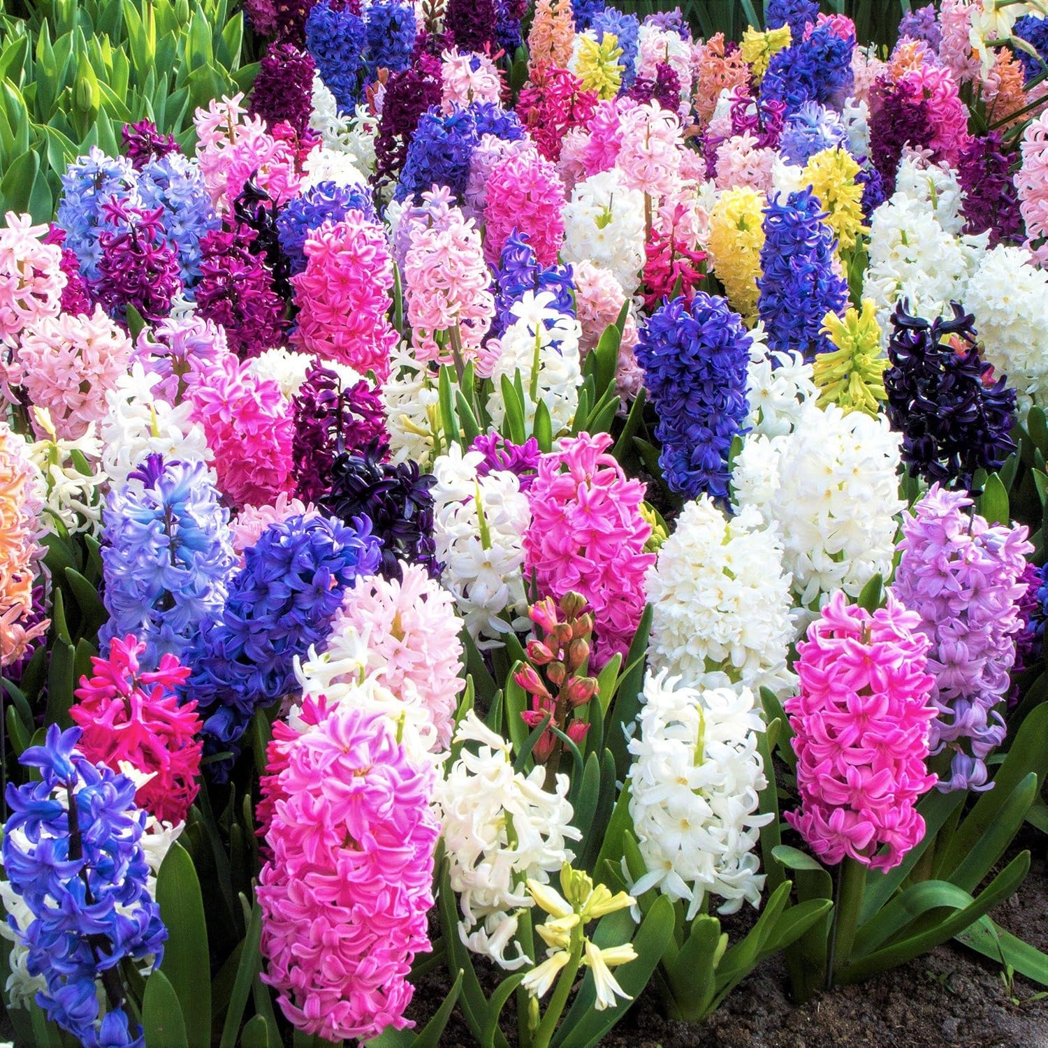 Hyacinth Seeds – Stunning Fragrant Hyacinth Flowers, Beginner-Friendly & Non-GMO, Easy to Grow for Garden, Pots, Indoor & Outdoor, Colorful Spring Blooming Ornamental Flower, Perfect Gift for Garden Lovers Hyacinth Seeds – Stunning Fragrant Hyacinth Flowers, Beginner-Friendly & Non-GMO, Easy to Grow for Garden, Pots, Indoor & Outdoor, Colorful Spring Blooming Ornamental Flower, Perfect Gift for Garden Lovers
