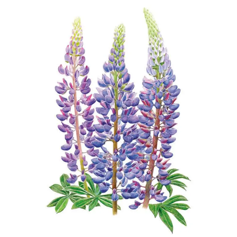 Heirloom Sundial Lupine Bluebonnet Flower Seeds, Butterfly-Attracting Wildflowers for Outdoor Gardens, Home Improvement Garden Supplies, Heirloom Seeds