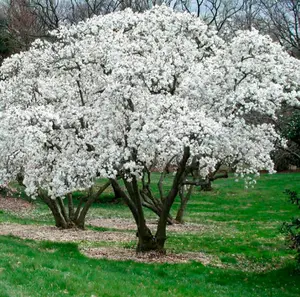 Star Magnolia Shrub/Tree - 6-12" Tall Bush - 4" Pot - Live Plant - Magnolia stellata - No Ship To AK, HI & P.R.