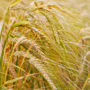Organic Barley Seeds (Hordeum vulgare) – 150+ Seeds for Grain Production, Cover Crops, and Animal Feed