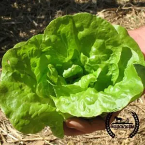 Lettuce Seeds - Tom Thumb - Organic