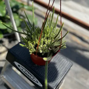 6” rattail cactus very full blooms beautiful sculpture