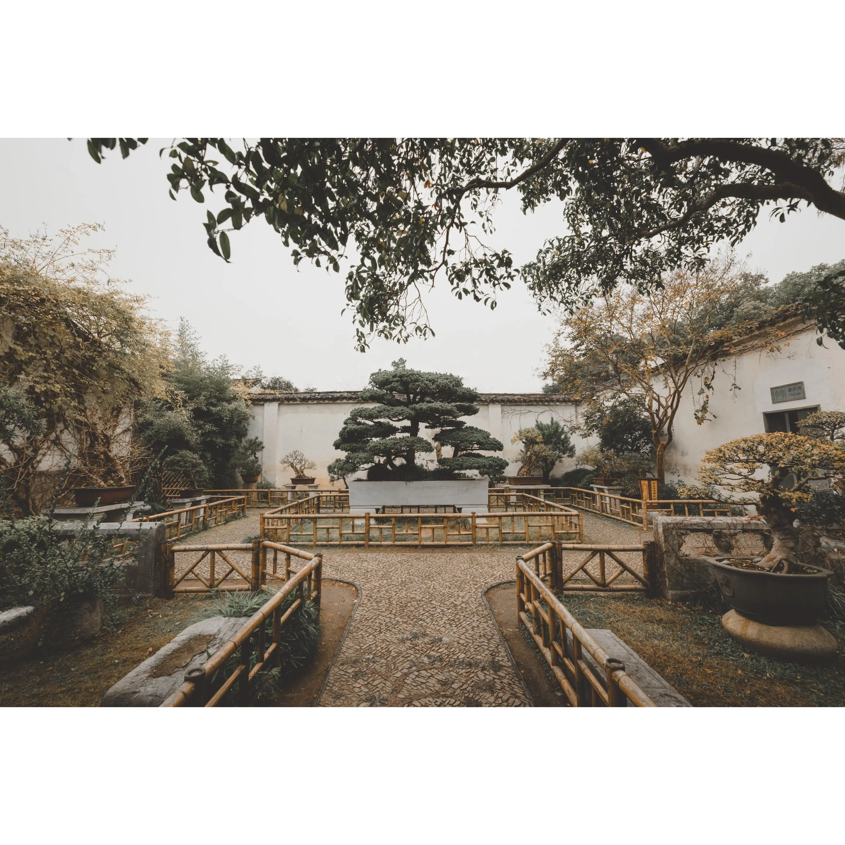 Bonsai Tree Bundle | Collection of 5 Seedlings