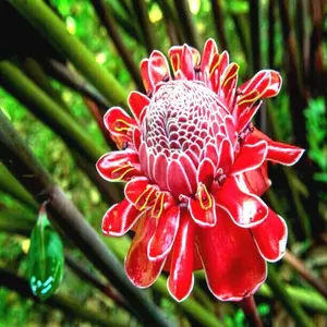 10 RED TORCH Ginger Seeds (Etlingera elatior) Flower Tropical Garden Plant RARE!