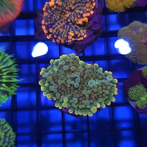 Aquarium Decoration