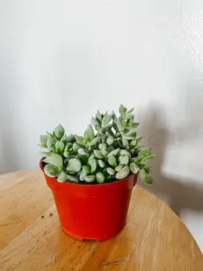 Cotyledon Pendens Live Plant in 4in pot. Variegated Houseplant Variegated Succulents