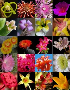 FLOWERING SUCCULENT MIX rare plant exotic cactus flower succulent seed 100 seeds