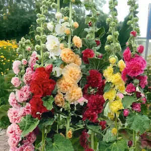 200PCS Double Hollyhock Seeds | Mixed Color Heirloom Tall Garden Flowers, Large Layered Blooms, Easy-to-Grow Ornamental Plants, Perfect for Cottage Gardens, Garden Borders, Backyard Landscaping, and Pollinator-Friendly Flower Beds