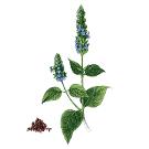 Revive Thermal Hair Protector Spray – UV Hair Protection Spray to Restore Vitality – Paraben Free Heat Protectant Hairspray for Hair Dryer – UV Protectant Spray for Natural & Colored Hair