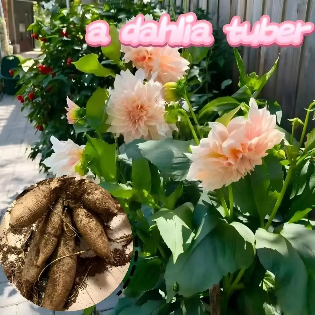 Giant Blooming Dahlia Tubers, Perennial Garden Flowers, Perfect for Borders & Container Planting