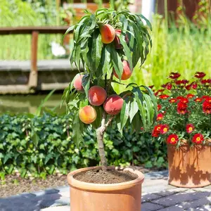 GARDEN 20 Seeds Dwarf Peach Fruit Tree Seeds Non-GMO Seeds Early Maturing Plant Self-Fertilization Decilious Fruit to Plant Indoor/Outdoor Easy to Gow