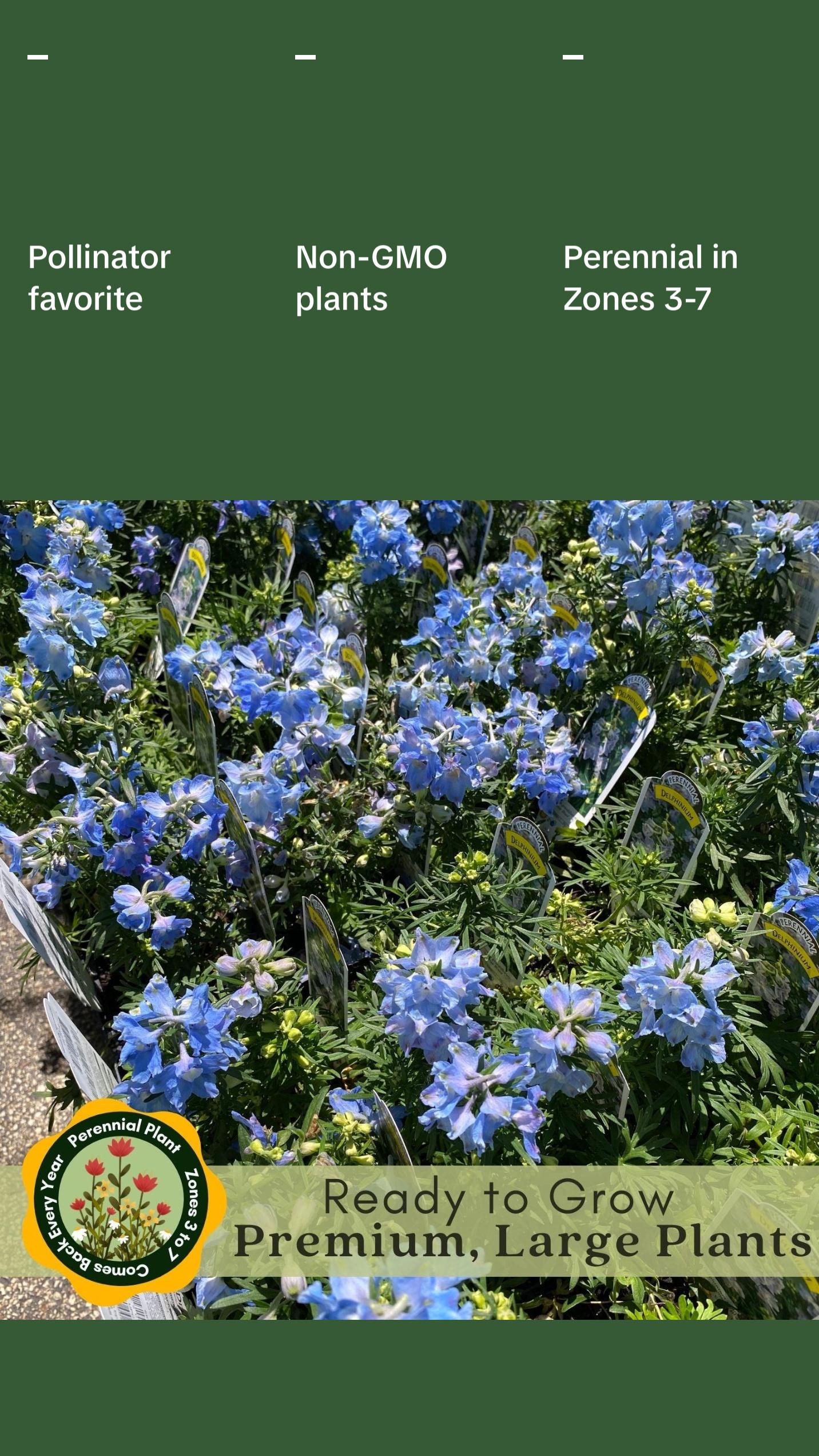 Delphinium Summer Blues (Larkspur) | Two Live Perennial Plants | Non-GMO, Dwarf Variety