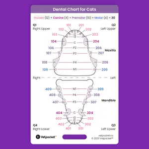 Dentistry for Cats