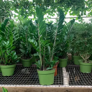 Zz/Wax Plants 6 inch - Hardy and Low-Maintenance Indoor Houseplant plant collection