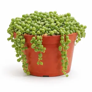 Full 6 inch Potted String of Pearls (Succulent) Full 6 inch Potted String of Pearls (Succulent)