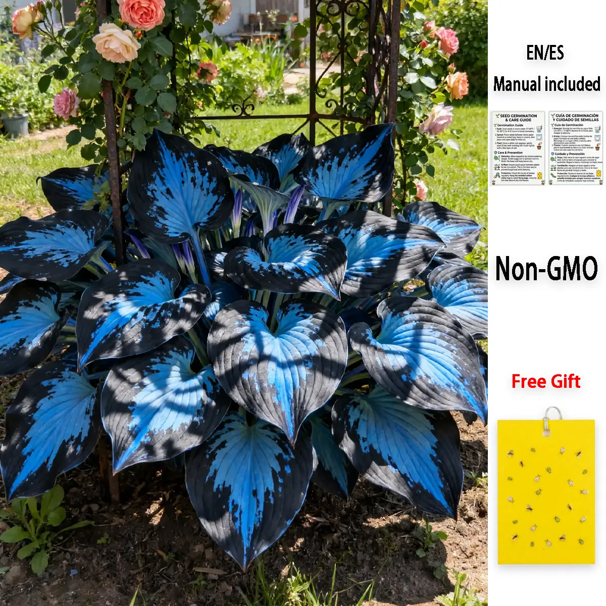 Premium Perennial Hosta Seeds | Lush Foliage & Elegant Shade Garden | Non-GMO USA Grown - for Yard, Under Tree & Patio Planting, Beginner-Friendly, Summer Greenery Plant