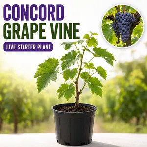 Concord Grape Vine Live Potted Vine - Fruit-Producing Climbing Plant for All Seasons, Ideal for Home Gardeners & Trellises