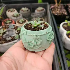 Concrete Flower Succulent Planter