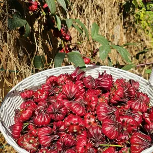 Exquisite Roselle Hibiscus Seeds Premium Tropical Plant Seeds for Easy Gardening & Versatile Uses in Teas Jams & Sauces