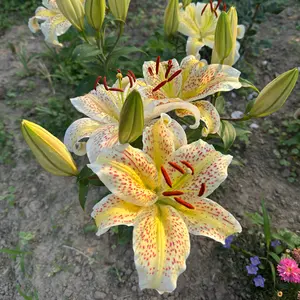 Double Blossom Lily Bulb, Yellow Pink Spotted Tulip Live Bulb (Single Ball)