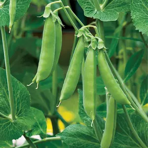 TomorrowSeeds - Sugar Daddy Snap Pea Seeds -  Non GMO USA Garden Vegetable Sweet Asian Chinese Snow Peas Seed For 2024 Season