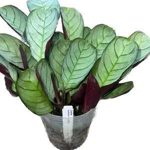 Calathea burle-marxii 'Amagris'