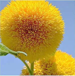 Giant Teddy Bear 50pcs Sunflower Seeds – Fast-Growing, Kid-Friendly, and Deer Resistant – Fluffy Double Blooms in Bright Gold That Attract Butterflies and Bees – Perfect for Outdoor Gardens, Borders, Bouquets, and Pollinator-Friendly Landscaping