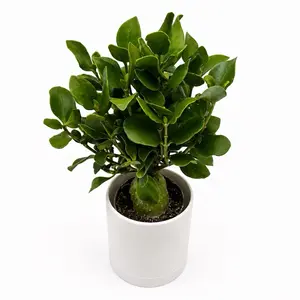 Hydnophytum papuanum "Ant Plant" - Indoor Live Cactus & Succulent for Home Garden Supplies