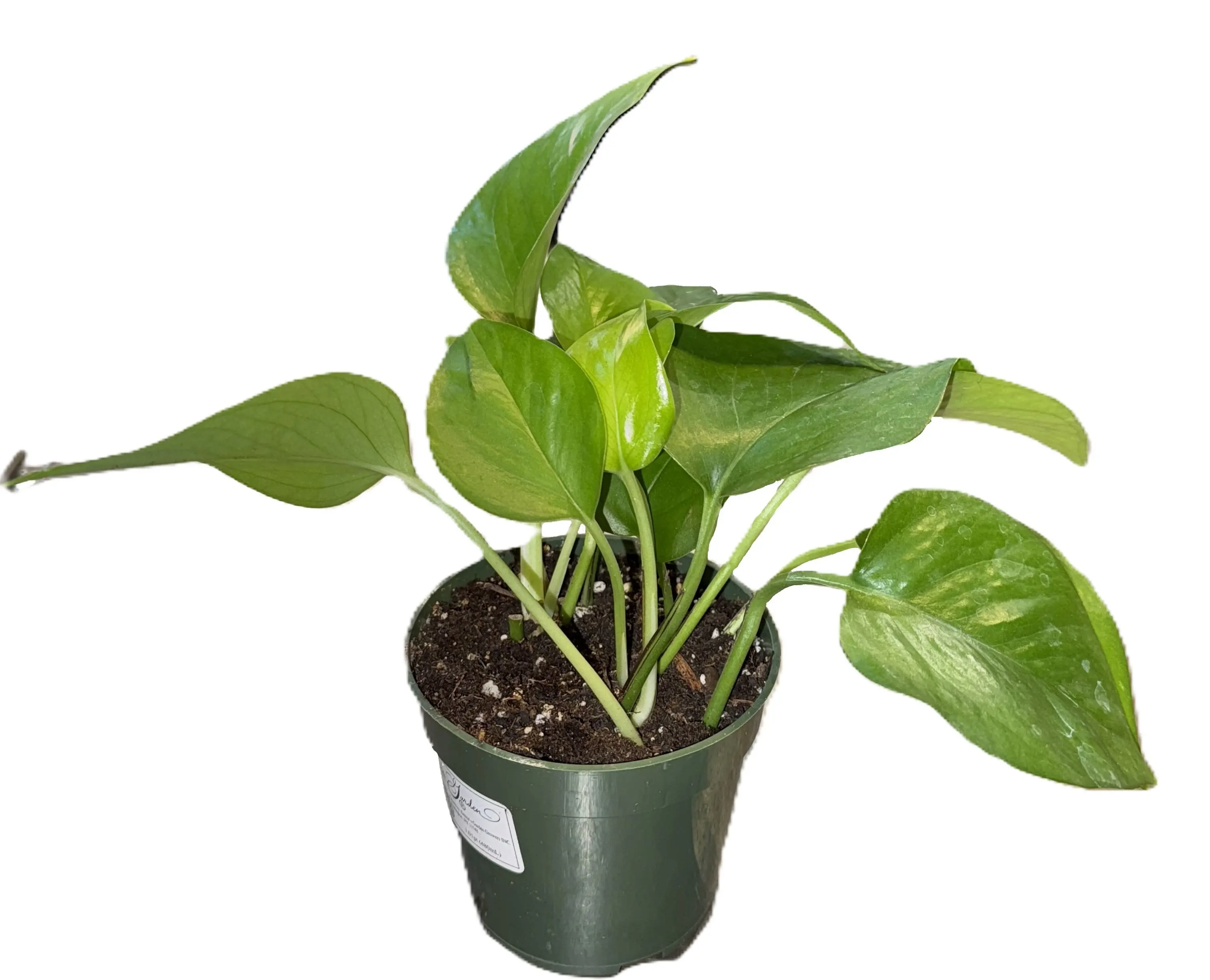 Jade Pothos Plant 4" (Epipremnum aureum)