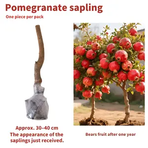 Live Pomegranate Tree Seedling – Easy to Grow Fruit Tree for Home Garden and Patio