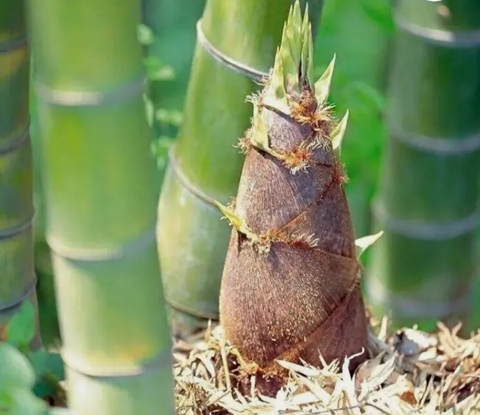 50+Giant Moso Bamboo Seeds Perennial evergreen Grows Edible Bamboo shoots