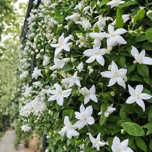 Rare Scented Jasmine Flower Easy to Grow 50PCS Seeds