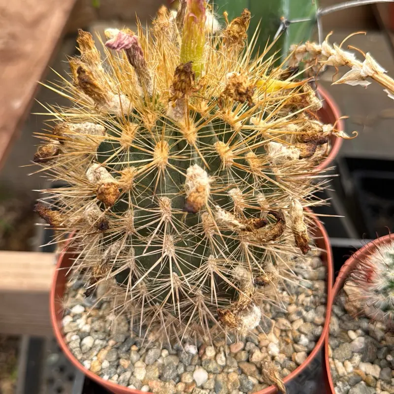Neoportera Villosa 6 inch pot