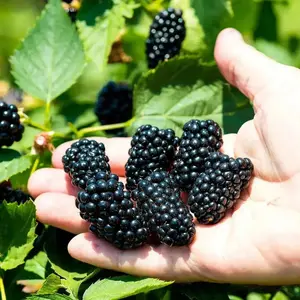 Blackberry Plants - Natchez - Thornless - High-Quality Vegetables for Home Gardens