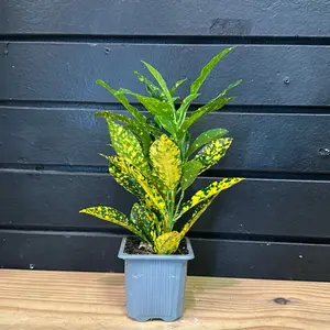 Joseph’s coat plant freckles 2 inch planter