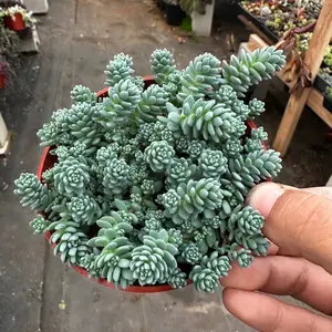 Sedum blue tears 4 in pot plant succulent