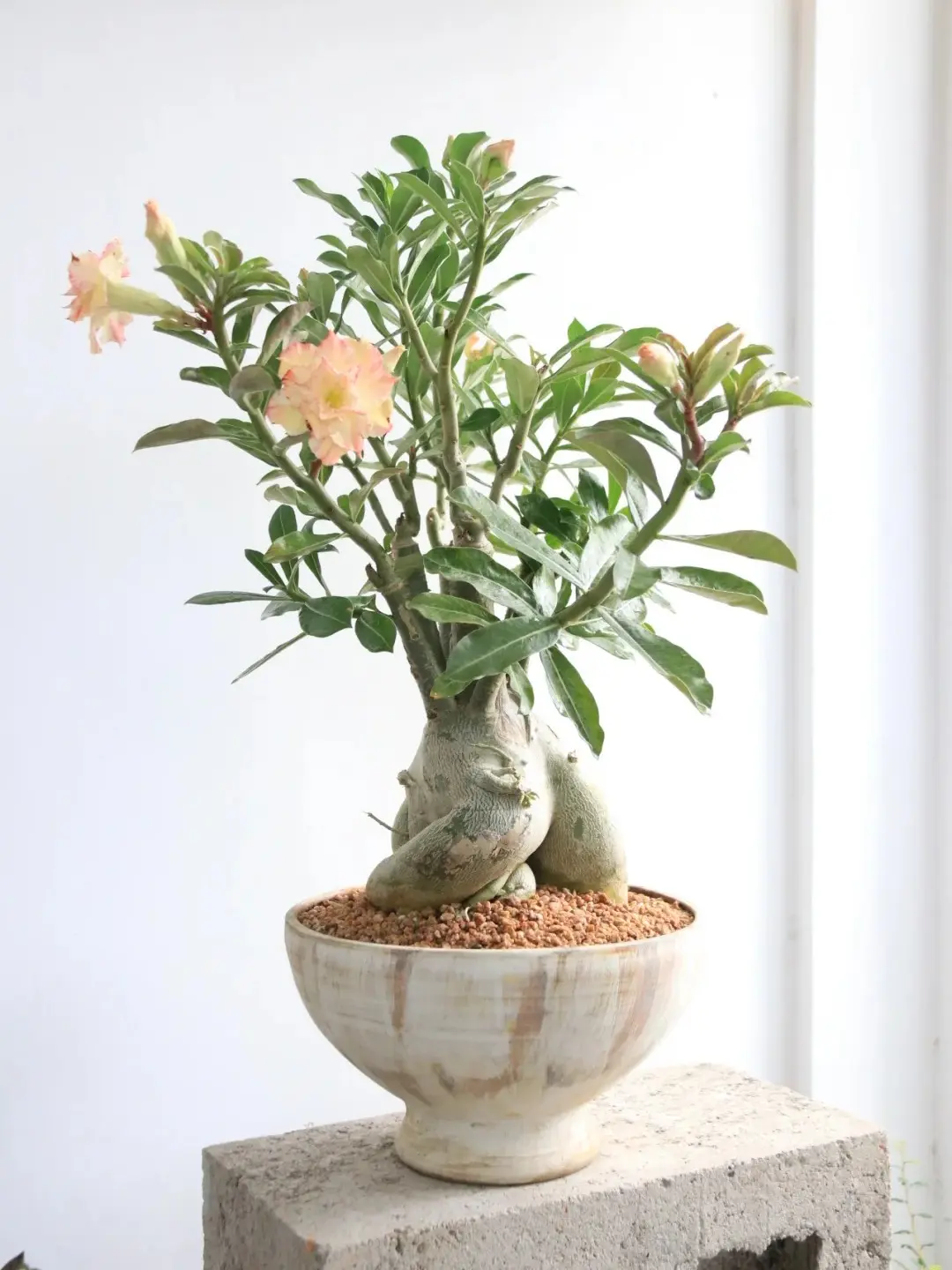 Grafted Double-Flower Adenium Obesum (Desert Rose) - Bare Caudex, Easy-Grow Perennial Succulent Bonsai, Home Garden Decoration (Shipped Without Pot and Soil)