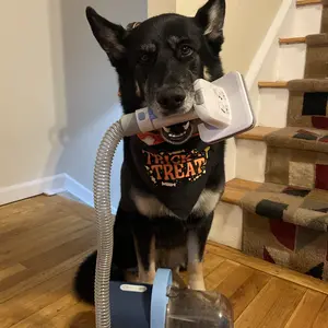 Product Review of Homeika Dog Grooming Vacuum Kit - 3L Vacuum with 7 Tools, Low Noise Electric Clipper and Brush for Pet Shedding at Home from S**️