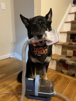 product review image from Servicedog_Sheba🇺🇸🇵🇷🗽🏝️ 0