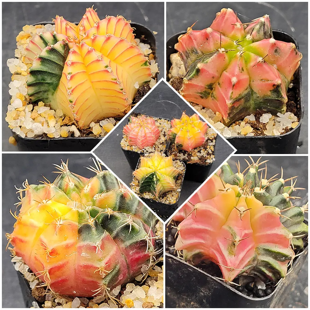 3-Pack Variegated Gymnocalycium Mihanovichii Cactus Plants - 1.5-2 in Indoor Healthy Cacti, Unique Variegation, Shipped Bare Root, Partial Sun, Well-Draining Mix, Dry-Soil Watering, Easy-Care Collectibles for Enthusiasts, Limited Stock