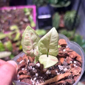 Syngonium milk confetti starter