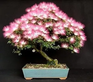 20 Albizia Julibrissin Mimosa Bonsai Tree Seeds for Planting - Persian Pink Silk Tree