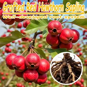High-quality grafted hawthorn seedlings, planted north-south, with white flowers on all branches in spring and abundant red fruits in autumn. Sweet and sour taste, suitable for fresh and processed foods