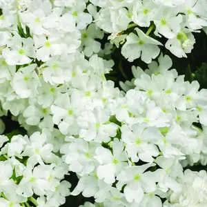 Superbena® Whiteout Verbena