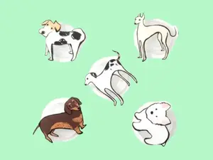 Dog Phone Grip Holder Strong Adhesive Hand Drawn Dog Breed Acrylic Popsocket