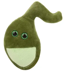 Gallbladder