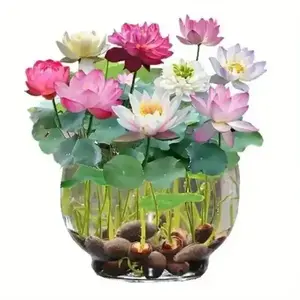 20 Mixed Color Bowl Lotus Seeds – Exotic Mini Lotus for Indoor & Outdoor Water Gardens, Easy to Grow, Low Maintenance Aquatic Beauty