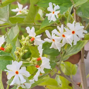 30pcs Night Flowering Jasmine Seeds – Highly Fragrant Blooms for Outdoor Gardens, Borders & Flower Beds – Beautiful Ornamental Plant That Attracts Butterflies & Hummingbirds – Perfect for Evening Garden Ambience & Natural Decor