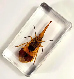 2.9" Real Lanternfly Cicada in Crystal Clear Lucite Resin Paperweight Specimen Preserved Pyrops Candelaria Insect Taxidermy Crafts Collection